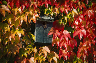 Close-up of maple leaves during autumn