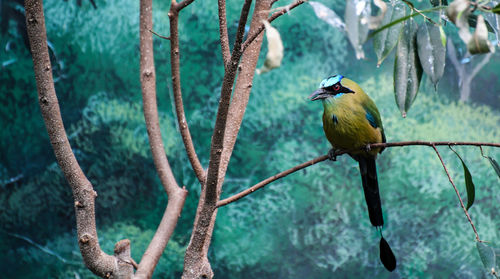 Close-up of bird perching on tree