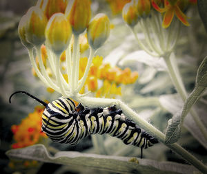 Close-up of butterfly on yellow flower