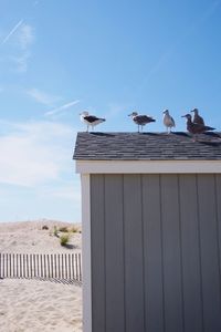 Low angle view of seagulls against blue sky
