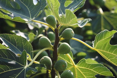 Close-up of fresh green plant