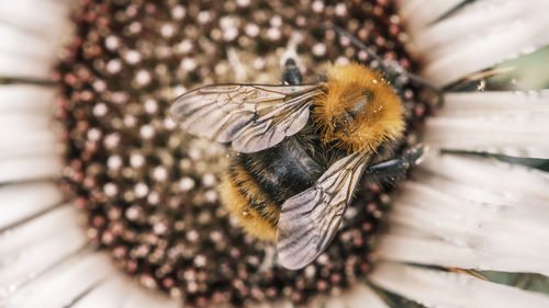 Close-up of bee pollinating flower