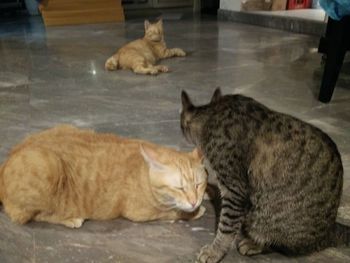 Cat sleeping on tiled floor