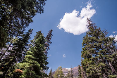 Low angle view of trees against sky