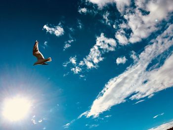 Low angle view of bird flying in sky