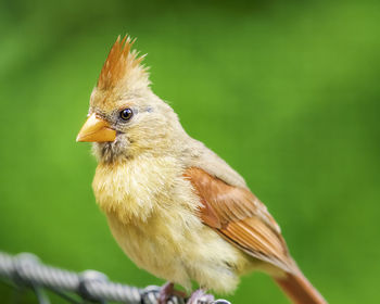 Close-up of a female cardinal 