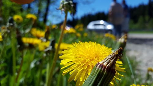 Close-up of honey bee on sunflower
