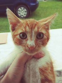 Close-up portrait of hand holding cat