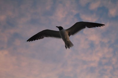 Bird flying against sky