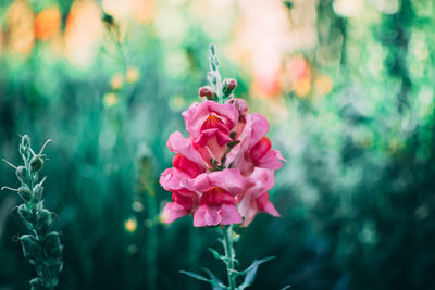 Close-up of pink rose