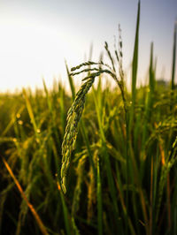 Close-up of stalks in field against sky during sunset