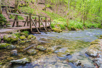 Stream flowing through rocks in forest