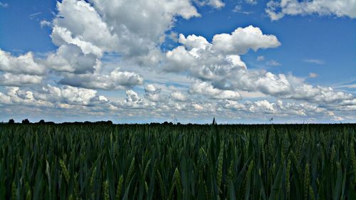 Scenic view of agricultural field against sky