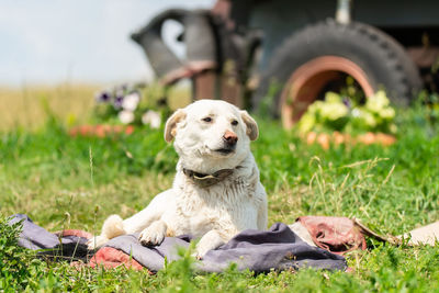 Dog sitting on field