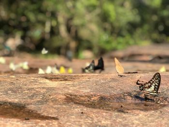 Close-up of butterfly on land