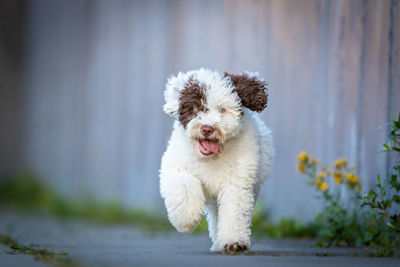 White dog running