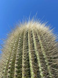 Close-up of cactus growing on field against clear sky