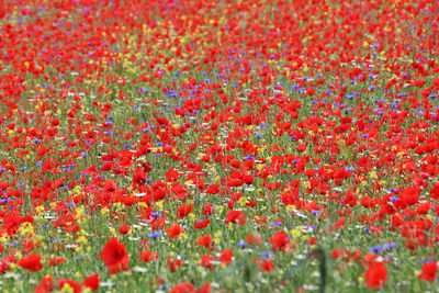 Close-up of red poppy flowers