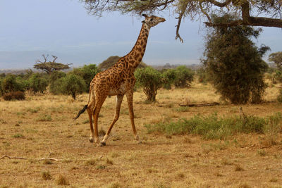 Giraffe in amboseli national park with mt. kilimanjaro in the background