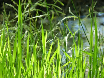 Close-up of grass growing on field