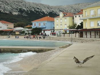 Flock of birds on shore against mountains