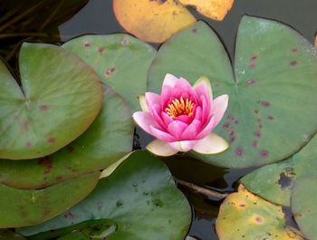 Close-up of lotus water lily in pond