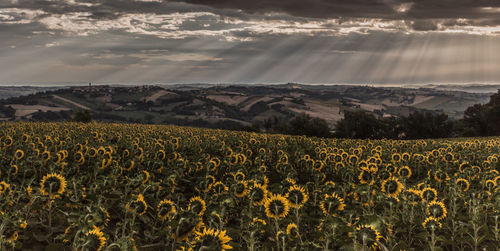 Scenic view of sunflower field against sky