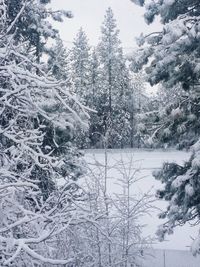 Snow covered trees