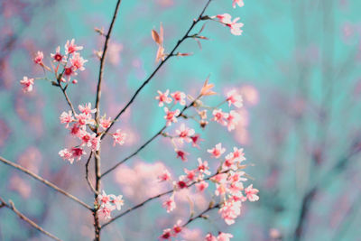 Low angle view of pink flowering tree