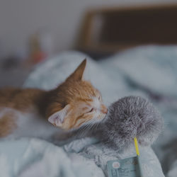 Close-up of cat lying on bed at home