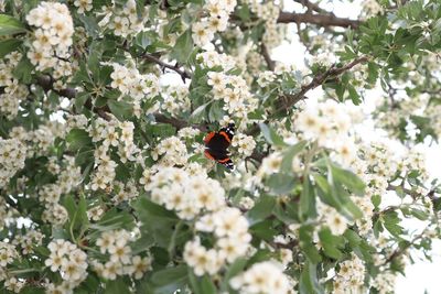 Close-up of ladybug on white flowers