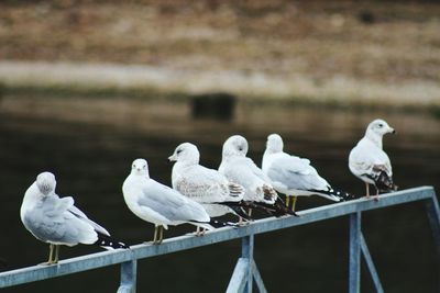 Seagulls perching on railing