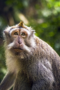 Monkey in ubud tropical rainforest, bali indonesia