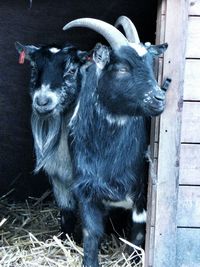 Sheep in pen