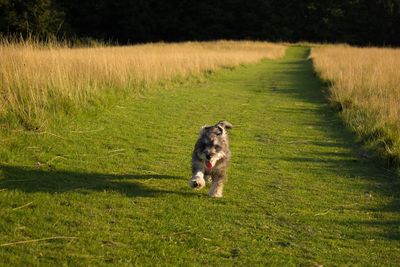 Dog standing on grassy field