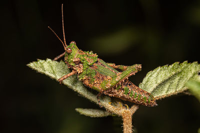 Close-up of grasshopper on plant