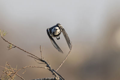 Close-up of a bird on twig