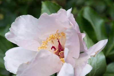 Close-up of white rose flower