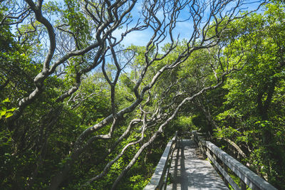 Wind crooked trees, alley on sunny day blue sky background