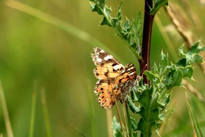 Close-up of butterfly pollinating on flower