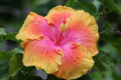 Close-up of pink hibiscus flower