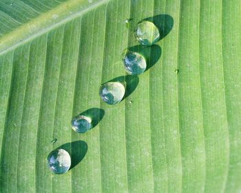 Full frame shot of water drops on leaf