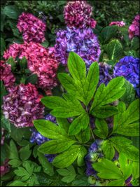 Close-up of purple flowers