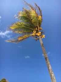 Low angle view of tree against blue sky