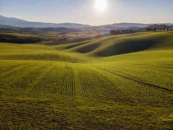 Scenic view of agricultural field against sky