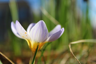 Close-up of purple crocus white flower
