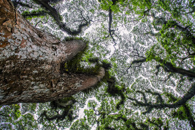 Low angle view of trees in forest