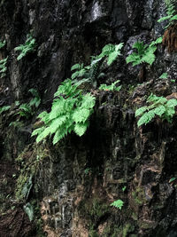 Close-up of tree trunk