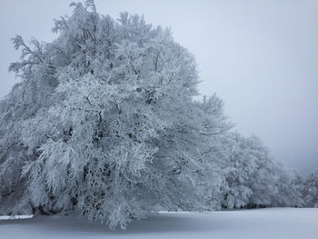 Close-up of tree against sky during winter