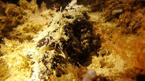 Close-up of fish underwater